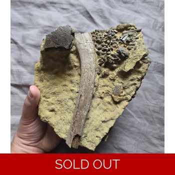 Handheld Hadrosaur..