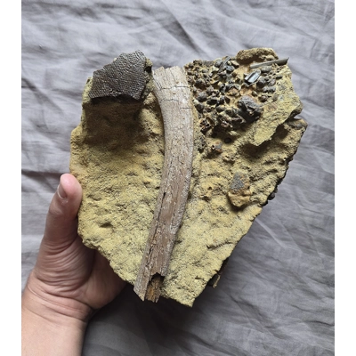 Handheld Hadrosaurus Dinosaur Fossil Bones And Teeth In Matrix Lance Fm Wyoming Handheld Hadrosaurus Dinosaur Fossil Bones And Teeth In Matrix Lance Fm Wyoming