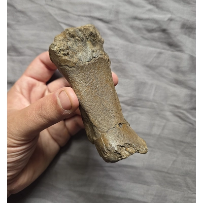 Rare Hadrosaurus Dinosaur Fossil Metatarsal Foot Bone Hellcreek Fm Montana Rare Hadrosaurus Dinosaur Fossil Metatarsal Foot Bone Hellcreek Fm Montana