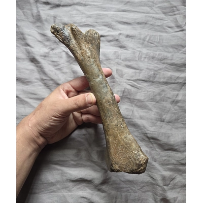 Very Rare Quality Pachycephalosaurus Tibia Dinosaur Bone Fossil Hellcreek Fm