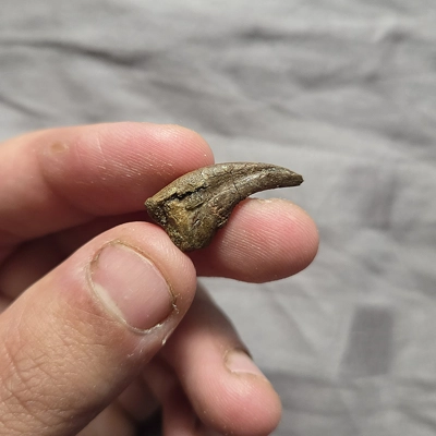 Ultra Rare Troodon Hand Claw Theropod Dinosaur Bone Lance Fm Wyoming Raptor Ultra Rare Troodon Hand Claw Theropod Dinosaur Bone Lance Fm Wyoming Raptor