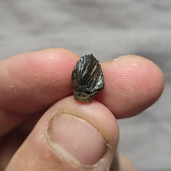 Rare Museum Top Qu..