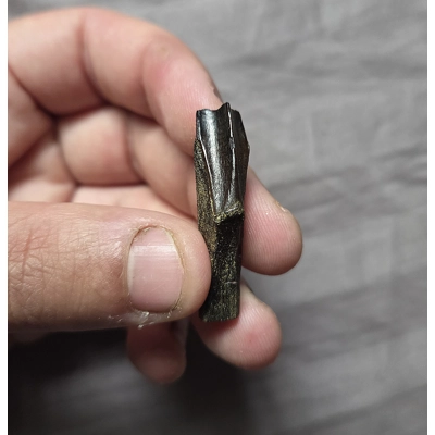 Rare Museum Quality Rooted Hadrosaurus Dinosaur Tooth Fossil Hellcreek Fm Rare Museum Quality Rooted Hadrosaurus Dinosaur Tooth Fossil Hellcreek Fm