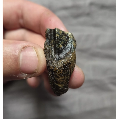 Rare Big Beefy Rooted Torosaurus Triceratops Dinosaur Tooth Fossil Hellcreek Fm Rare Big Beefy Rooted Torosaurus Triceratops Dinosaur Tooth Fossil Hellcreek Fm