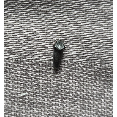 Rare Museum Quality Rooted Thescelosaurus Dinosaur Tooth Fossil Hellcreek Fm