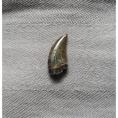Rare Museum Quality Dromaeosaur Raptor Theropod Dinosaur Tooth Fossil Hellcreek Rare Museum Quality Dromaeosaur Raptor Theropod Dinosaur Tooth Fossil Hellcreek