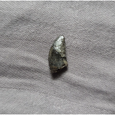 Rare Old Museum Dromaeosaur Raptor Theropod Dinosaur Tooth Fossil Judith River Rare Old Museum Dromaeosaur Raptor Theropod Dinosaur Tooth Fossil Judith River
