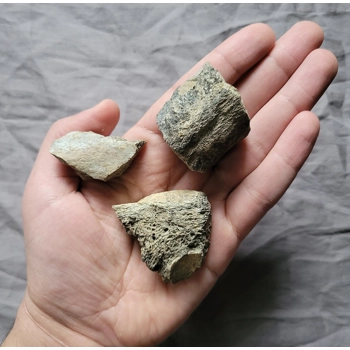 Rare Nodosaur Armo..