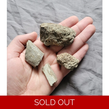 Rare Nodosaur Armo..