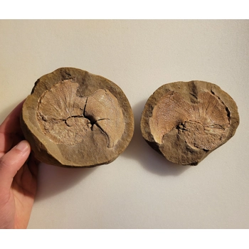 Very Rare Gem Scaphites Foss..