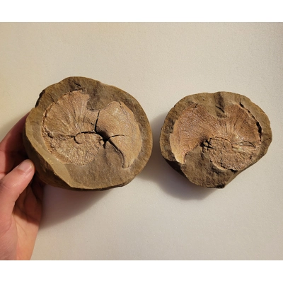 Very Rare Gem Scaphites Fossil Shell Ammonite From South Dakota Unique Site