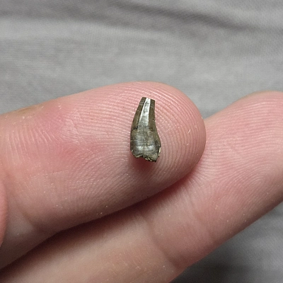 Rare Acheoraptor Dromeosaur Raptor Theropod Dinosaur Tooth Fossil Hellcreek