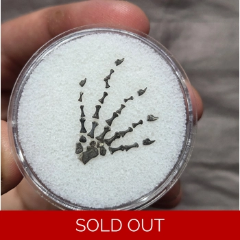 Rare Mycterosaurus..