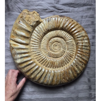 Giant Museum Quali..