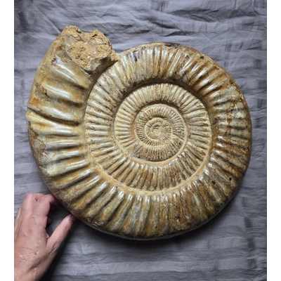 Giant Museum Quality Ammonite Shell Fossil From The Jurassic of Madagascar Giant Museum Quality Ammonite Shell Fossil From The Jurassic of Madagascar