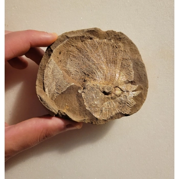 Very Rare Gem Scaphites Foss..