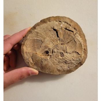 Very Rare Gem Scaphites Foss..