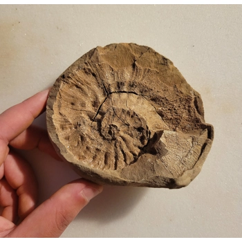 Very Rare Gem Scaphites Foss..