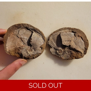 Very Rare Gem Scap..