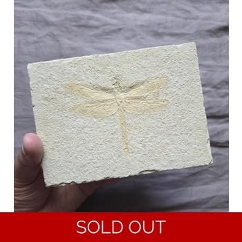 Very Rare Real Fos..