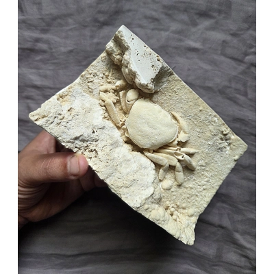 Rare Huge Museum Quality Fossil Potamon Crab Fossil In Travertine From Turkey Rare Huge Museum Quality Fossil Potamon Crab Fossil In Travertine From Turkey