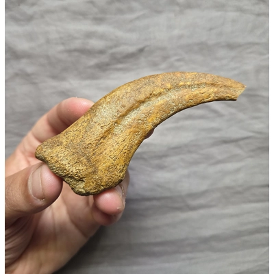 Ultra Rare Real Spinosaurus Hand Claw Theropod Dinosaur Bone Kem Kem Morocco Ultra Rare Real Spinosaurus Hand Claw Theropod Dinosaur Bone Kem Kem Morocco