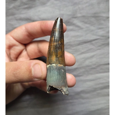 Rare Colorful Gem Quality Spinosaurus Fossil Tooth Theropod Dinosaur Morocco Rare Colorful Gem Quality Spinosaurus Fossil Tooth Theropod Dinosaur Morocco