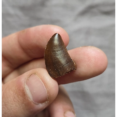Rare Gem Quality Carcharodontosaurus Fossil Tooth Theropod Dinosaur Trex Morocco Rare Gem Quality Carcharodontosaurus Fossil Tooth Theropod Dinosaur Trex Morocco