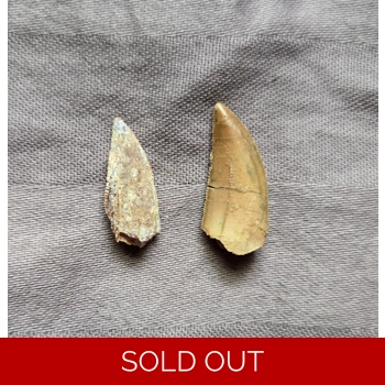 Rare Abelisaur Fos..