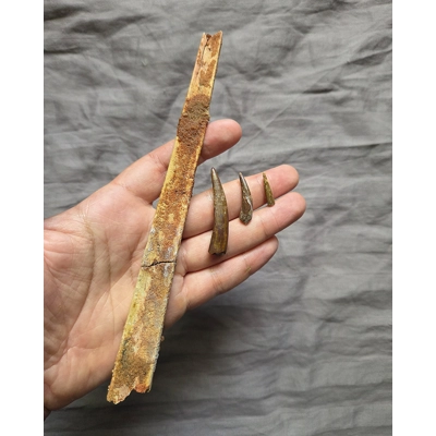 Rare Pterosaur Fossil Beak With Tooth Set Dinosaur Kem Kem Morocco Rare Pterosaur Fossil Beak With Tooth Set Dinosaur Kem Kem Morocco