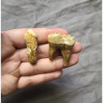 Rare Nice Ice Age ..