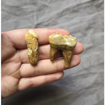 Rare Nice Ice Age Cave Bear Mammal Tooth Fossil Set From Romania