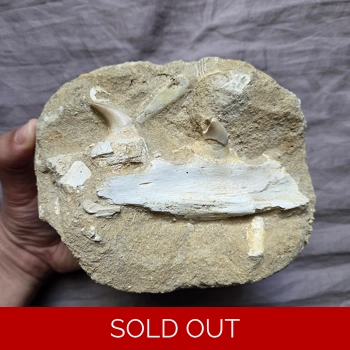 Rare Mosasaur Halisaurus Fos..