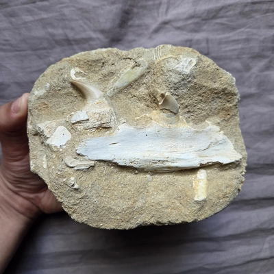 Rare Mosasaur Halisaurus Fossil Tooth Sea Reptile Jaw Part Dinosaur Morocco