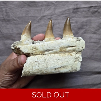 Rare Mosasaur Erem..