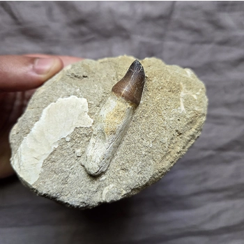 Rare Nice Mosasaur..