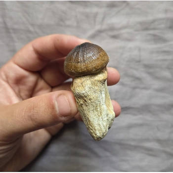 Rare Nice Mosasaur..