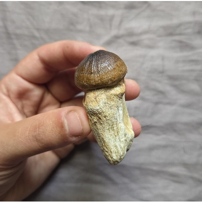 Rare Nice Mosasaur Globidens Fossil Rooted Tooth Sea Reptile Dinosaur Morocco