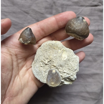 Rare Mosasaur Glob..