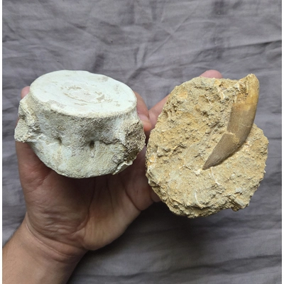Rare Huge Plesiosaur Fossil Tooth/Vertebra Bone Sea Reptile Dinosaur Morocco Rare Huge Plesiosaur Fossil Tooth/Vertebra Bone Sea Reptile Dinosaur Morocco