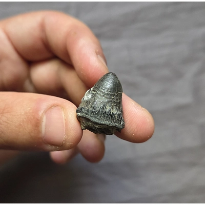Rare Deinosuchus Rugosus Tooth Dinosaur Eating Cretaceous Crocodile Reptile NC Rare Deinosuchus Rugosus Tooth Dinosaur Eating Cretaceous Crocodile Reptile NC