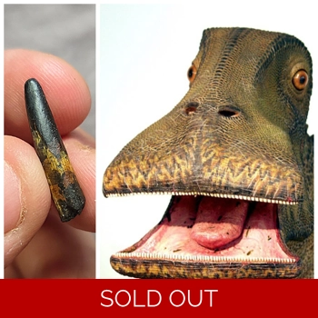 Rare Exotic Nigers..