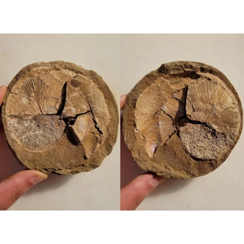 Very Rare Gem Scap..