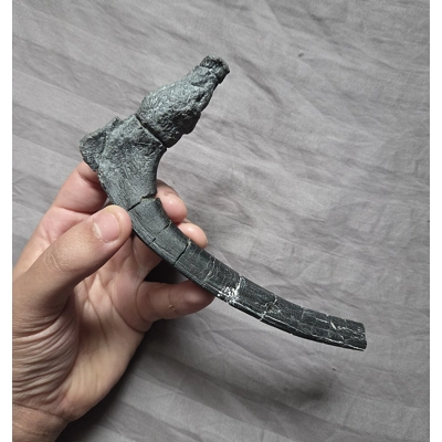 Ultra Rare Fossil Cancer Tumor Hadrosaur Rib Bone Dinosaur Two Medicine Fm Ultra Rare Fossil Cancer Tumor Hadrosaur Rib Bone Dinosaur Two Medicine Fm
