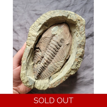 Rare Authentic Cam..