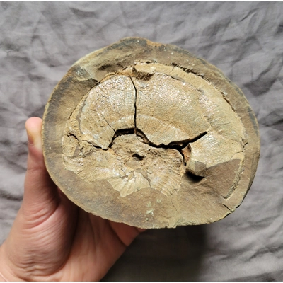 Very Rare Gem Scaphites Fossil Shell Ammonite From South Dakota Unique Site