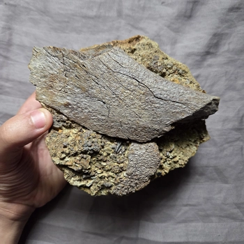 Handheld Hadrosaur..