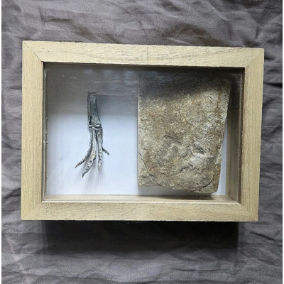 Very Rare Museum Grallator Jurassic Dinosaur Footprint Fossil Track Display Box