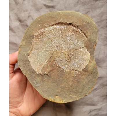 Very Rare Gem Scaphites Fossil Shell Ammonite From South Dakota Unique Site