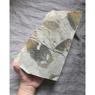 Museum Quality Very Rare Eocene Forest Floor Plant Fossils Leaves McAbee Canada